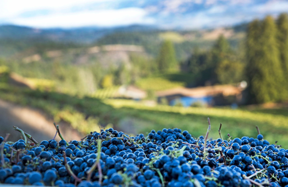 The Story of a Winemaking and Winegrowing Partnership